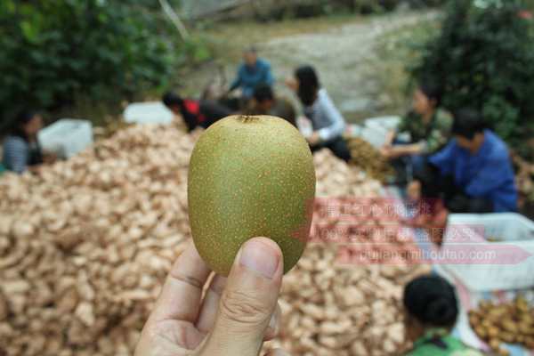 贵州有机猕猴桃是红心贵还是黄心贵要多少钱一斤