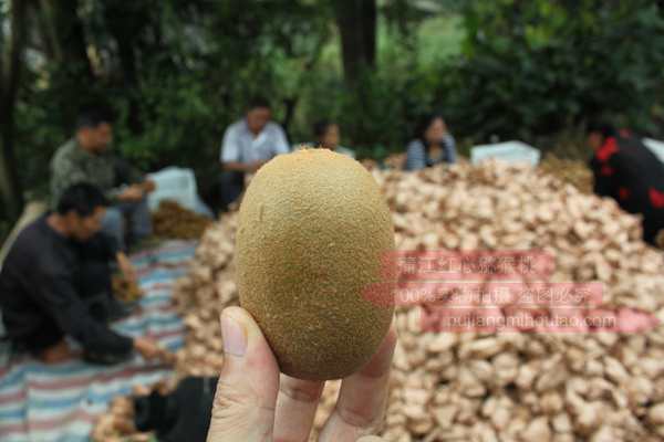 就成为蒲江县的第一批东红猕猴桃种植户
