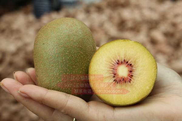 实现了创新种植模式带动东红猕猴桃产业发展