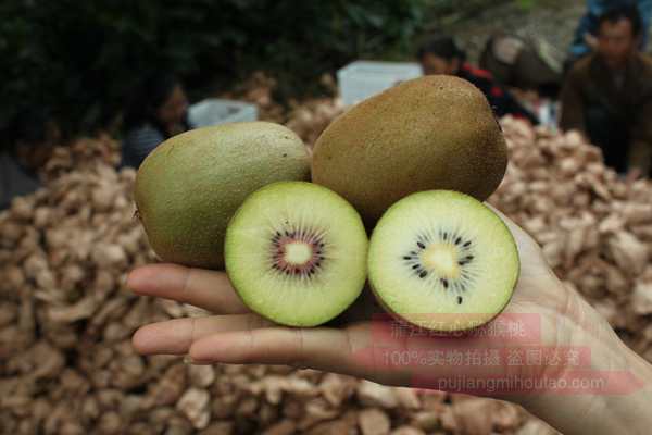 四川蒲江县当地农民开始种植红心猕猴桃报价
