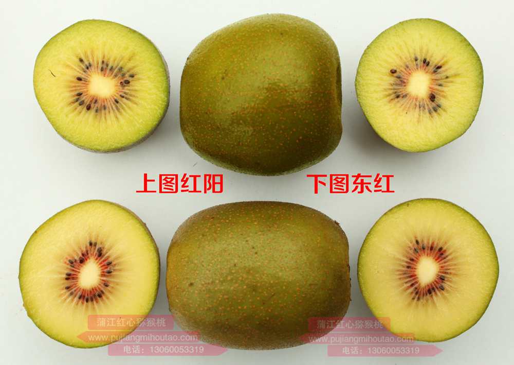 从本质上说贵州东红猕猴桃和四川红阳猕猴桃哪个大