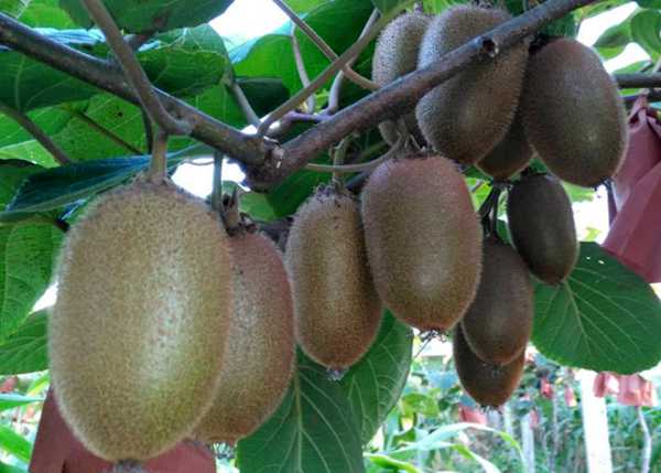 贵州遵义具备翠香猕猴桃种植的优越条件
