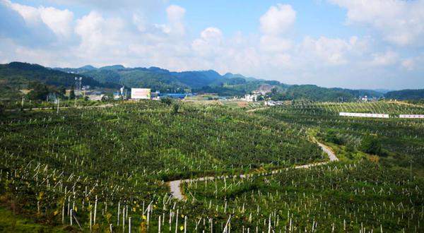 福建猕猴桃产业化种植与开发呈现出强劲的后发优势