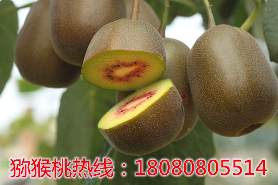 浙江已成为华东地区最大的红心猕猴桃产区