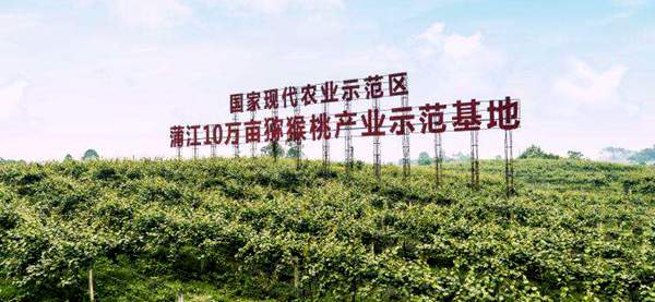 蒲江红心猕猴桃产业基地