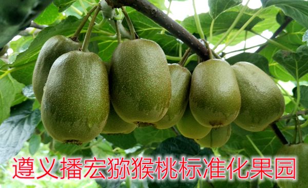 有机红心猕猴桃