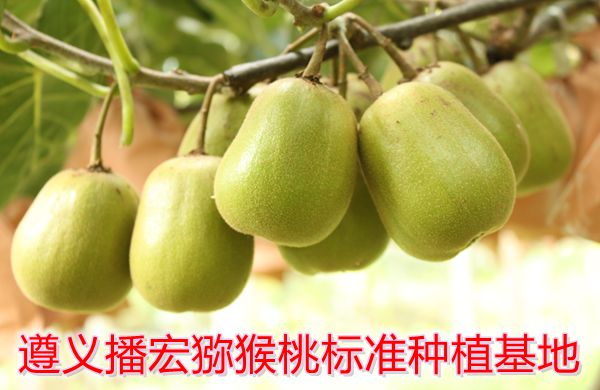 贵州红心猕猴桃