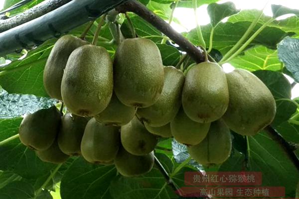 贵州高山有机东红猕猴桃树苗和成年树不超过保护的综合性