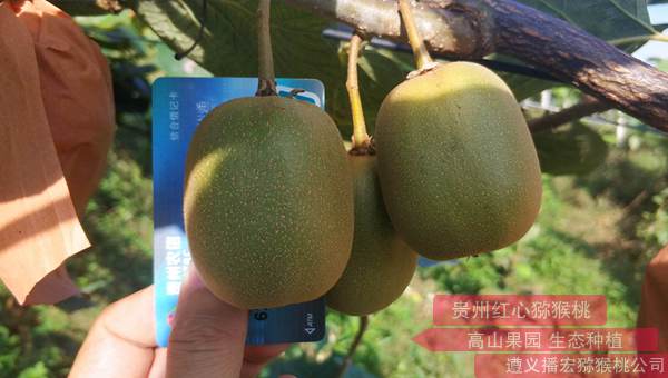 贵州遵义“红阳猕猴桃”品种果实已清香爽口