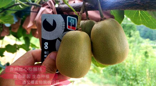 贵州最好的猕猴桃品种排行榜有机红心猕猴桃排名第一