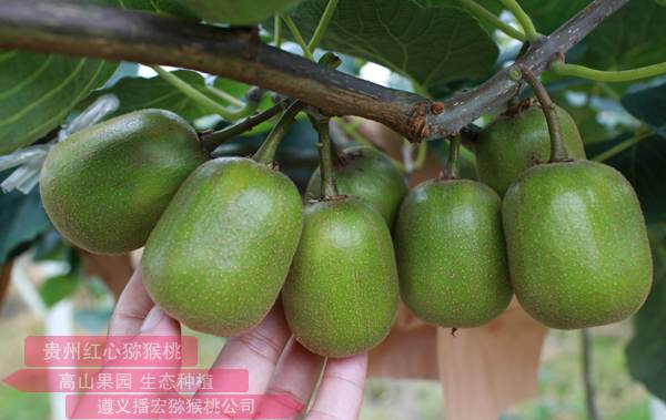 贵州遵义气候和土地很适合红心猕猴桃生长