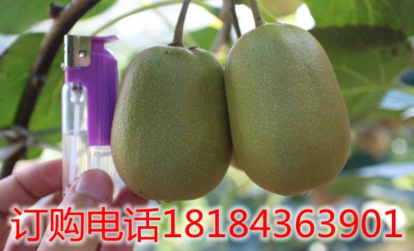 贵州省遵义红心猕猴桃基地