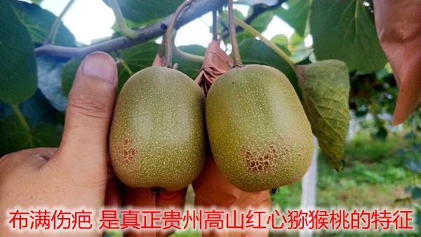 红心猕猴桃