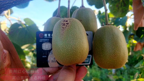 目前四川贵州云南东红猕猴桃产业发展的现状