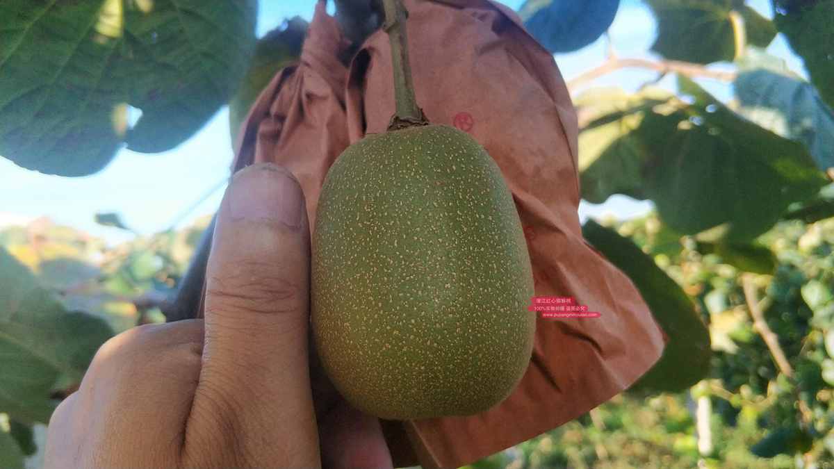 河南猕猴桃价格多少钱一斤