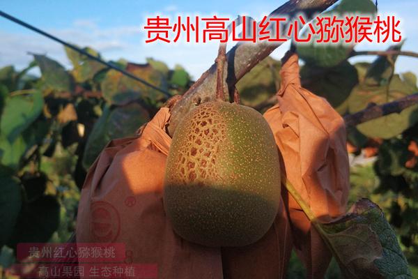 贵州红心猕猴桃