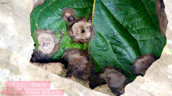 红心猕猴桃夏季病害炭疽病