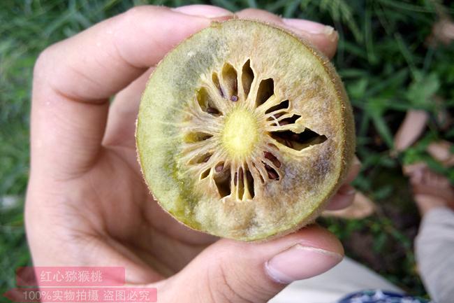 猕猴桃菌核病