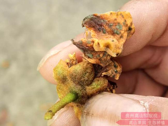 猕猴桃叶片灰霉病
