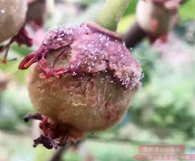 猕猴桃叶片灰霉病