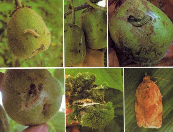 苹小卷叶蛾是危害猕猴桃果实最严重的害虫