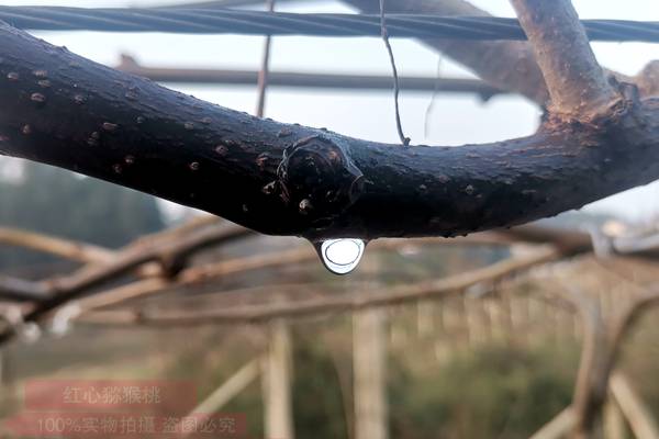 猕猴桃园有的果树却出现了“流水”的现象，这究竟是怎么回事？伤流和溃疡病