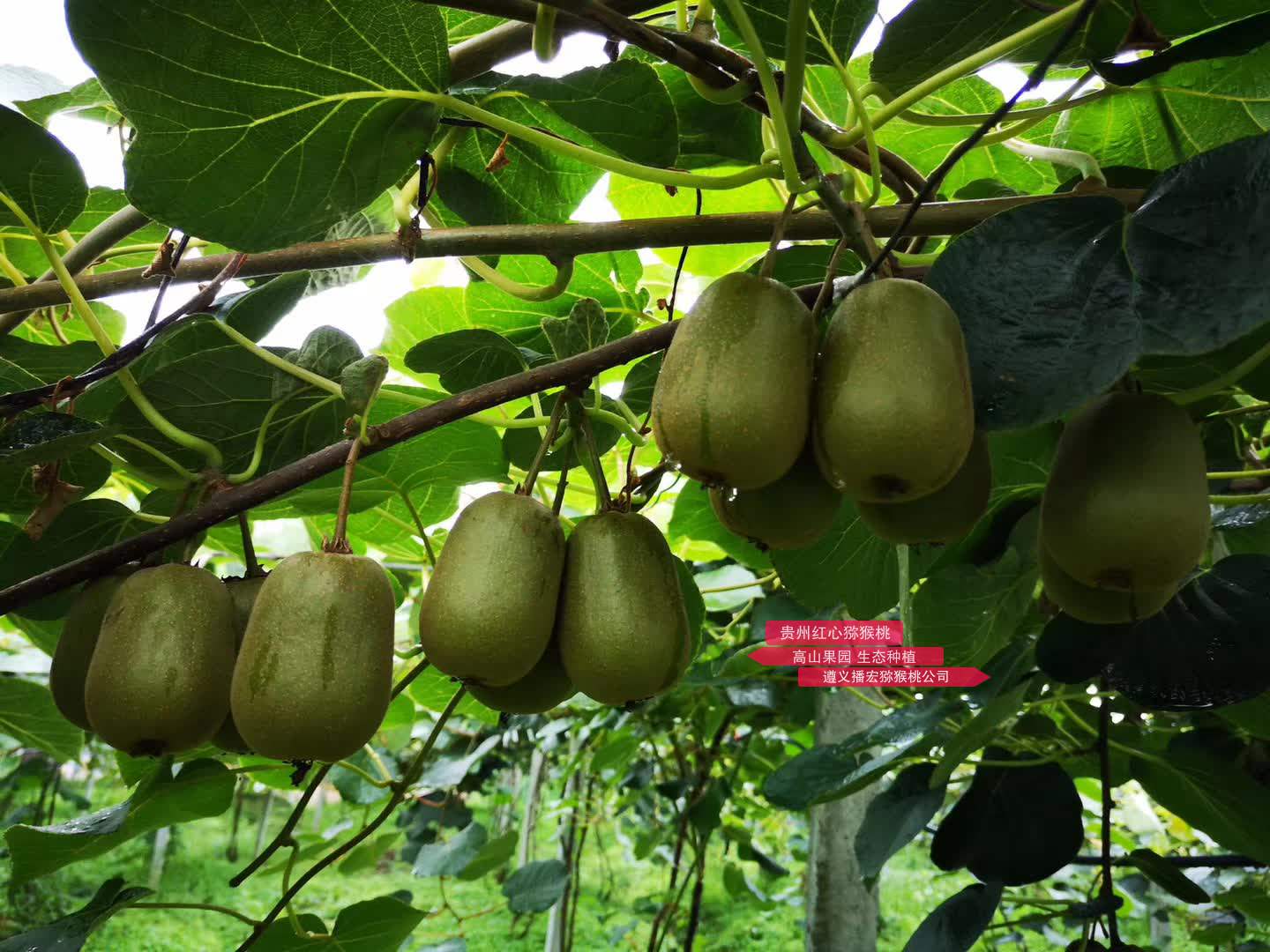 确保播宏公司在贵州建立有机红心猕猴桃种植示范园实现