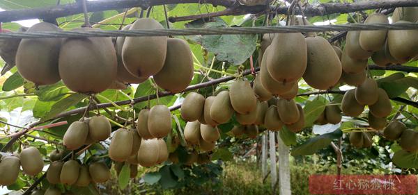 四川雅安雨城區獼猴桃主要紅陽獼猴桃、金果獼猴桃、金艷獼猴桃、陽光金果等