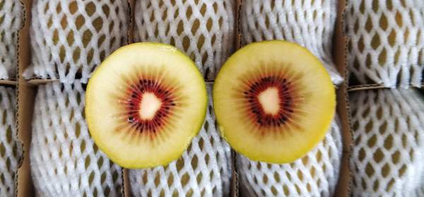在新西兰阳光金果g3猕猴桃逐渐替代了黄金奇异果出口到亚洲