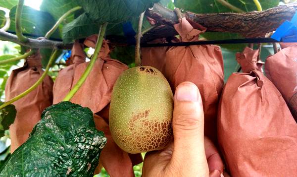 贵州软的猕猴桃和硬的猕猴桃哪个更好吃更甜呢？
