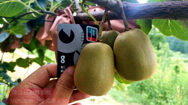 湖南和贵州遵义有机猕猴桃成熟和上市的时间是几月份价格多少钱一斤销售
