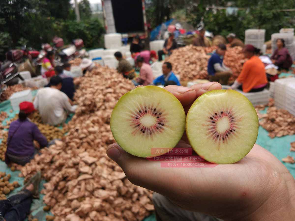 检测四大中心年产万吨新鲜的东红猕猴桃水果