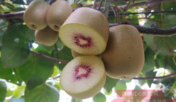 四川蒲江县当地农民开始种植红心猕猴桃报价