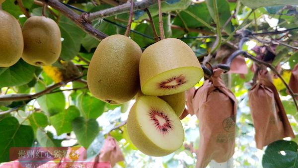 贵州红心猕猴桃的嫁接最适宜的时期是冬季落叶至翌年萌芽前