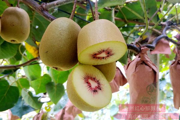 此外据记者了解贵州遵义有机红心猕猴桃成熟时间是几月份