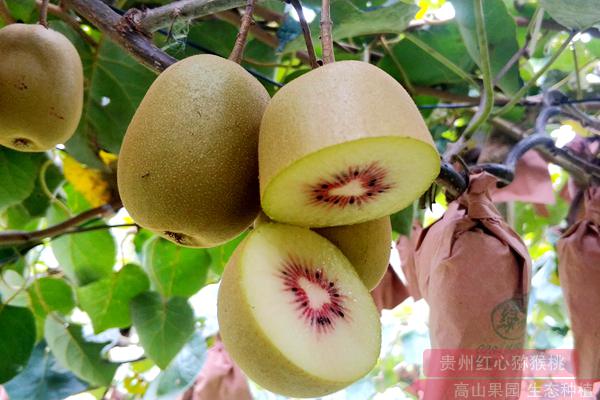 贵州遵义加快有机红心猕猴桃新品的研发进程
