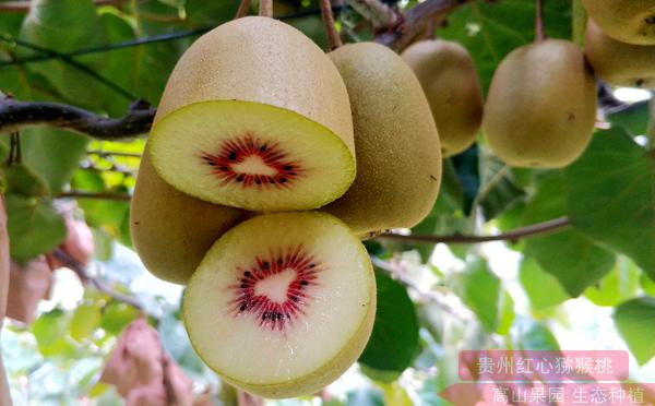 贵州遵义最好的猕猴桃品种喜获丰收 红心猕猴桃黄心猕猴桃绿心猕猴桃内容丰富