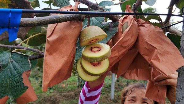 东红猕猴桃种植及管理技术培训也是这一年