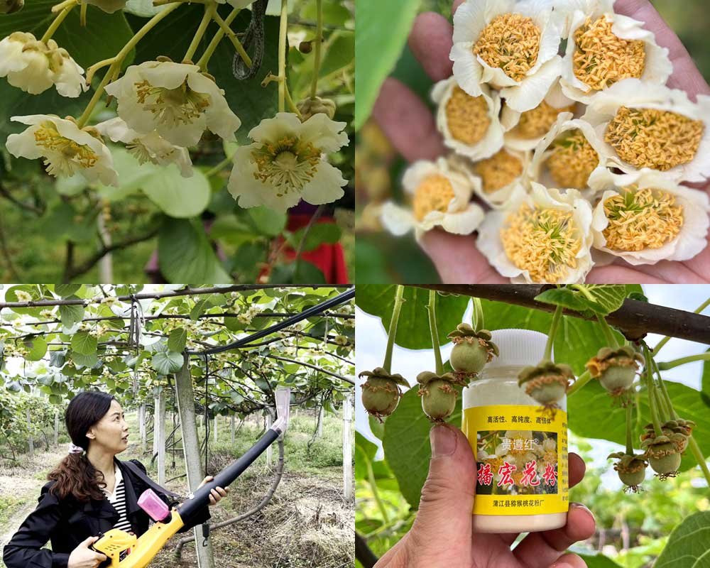 猕猴桃花粉授粉过程
