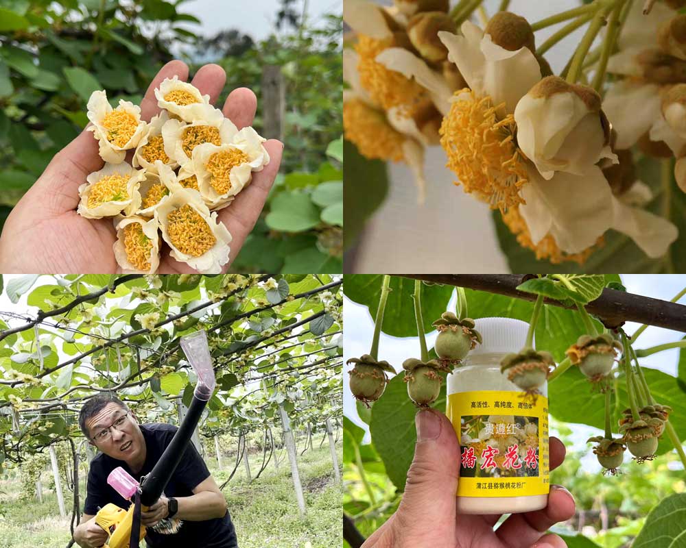 采摘猕猴桃公花，加工猕猴桃花粉
