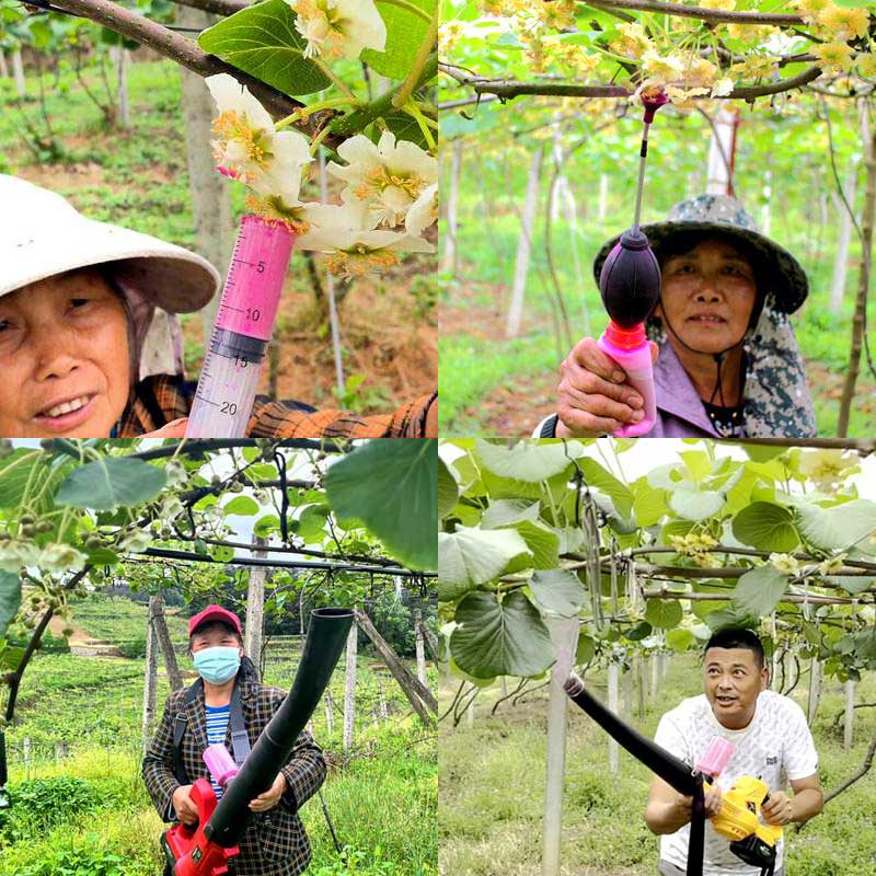 Common pollination methods in kiwifruit orchards