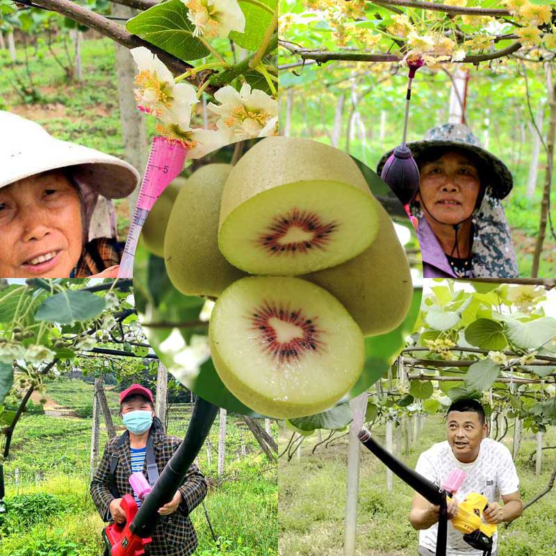 猕猴桃果园常见的授粉方式