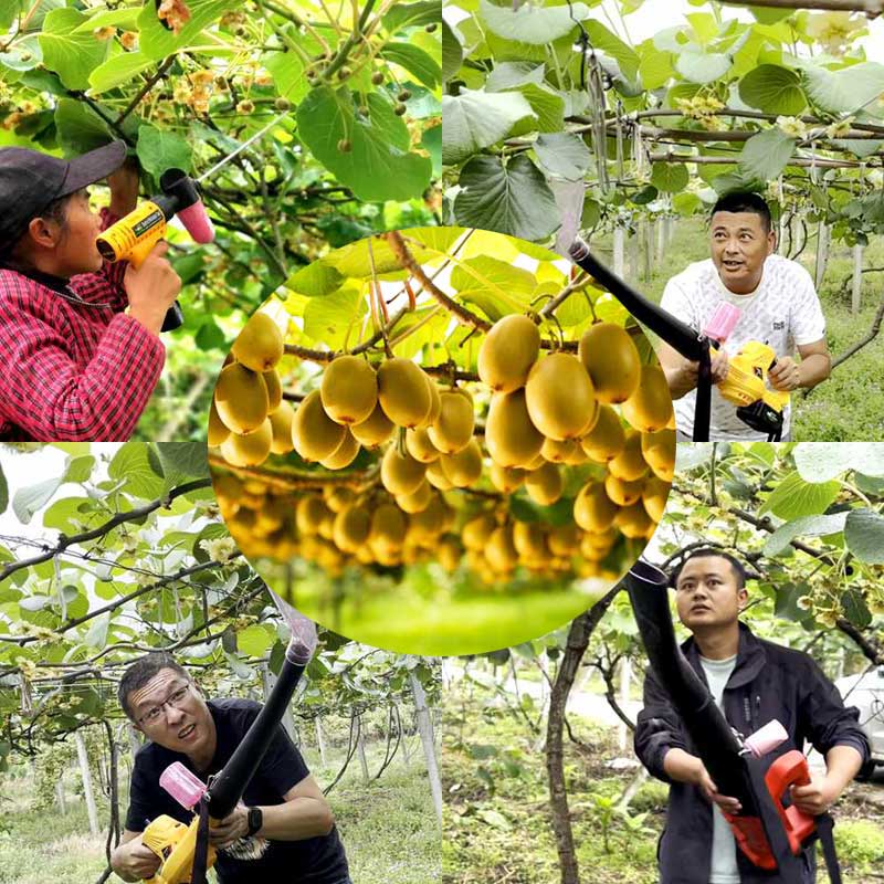 Common pollination methods in red heart kiwifruit orchards in Sichuan Province