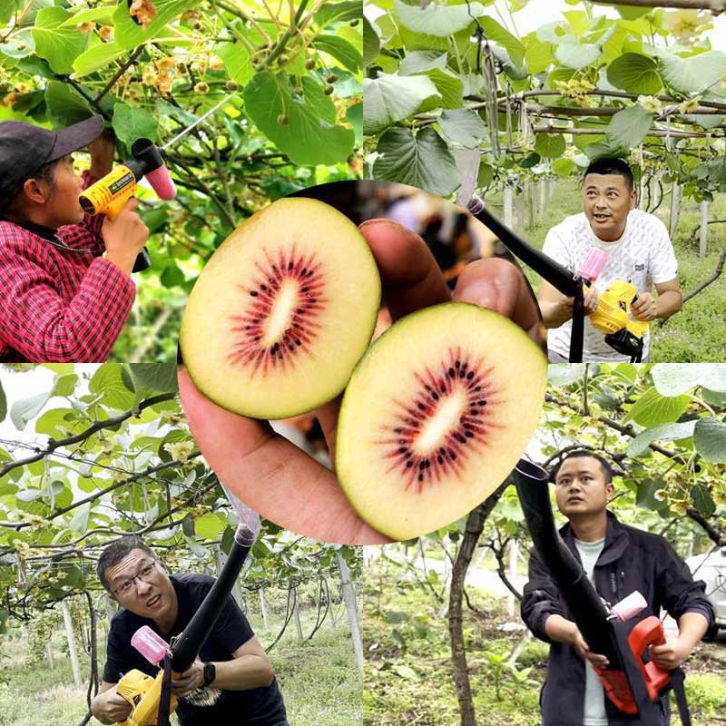 Kiwifruit flower pollination
