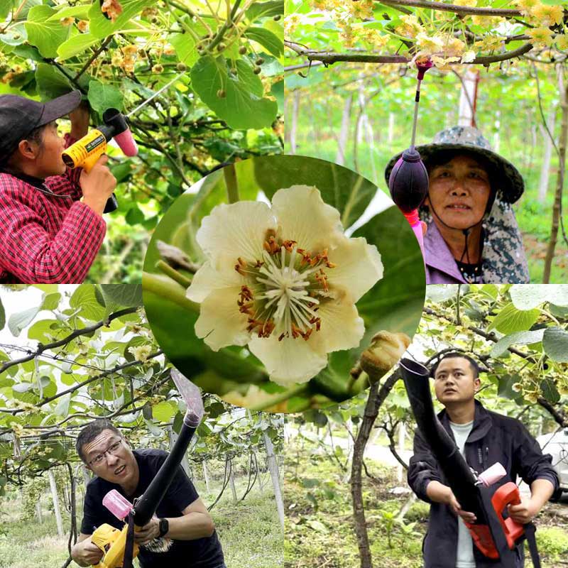 Pollination in New Zealand kiwifruit orchards