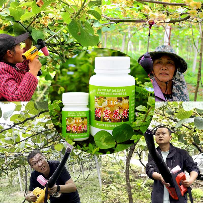 Pollination in New Zealand red heart kiwifruit orchard