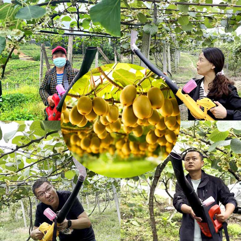 Pollination in zespri red heart kiwifruit orchard