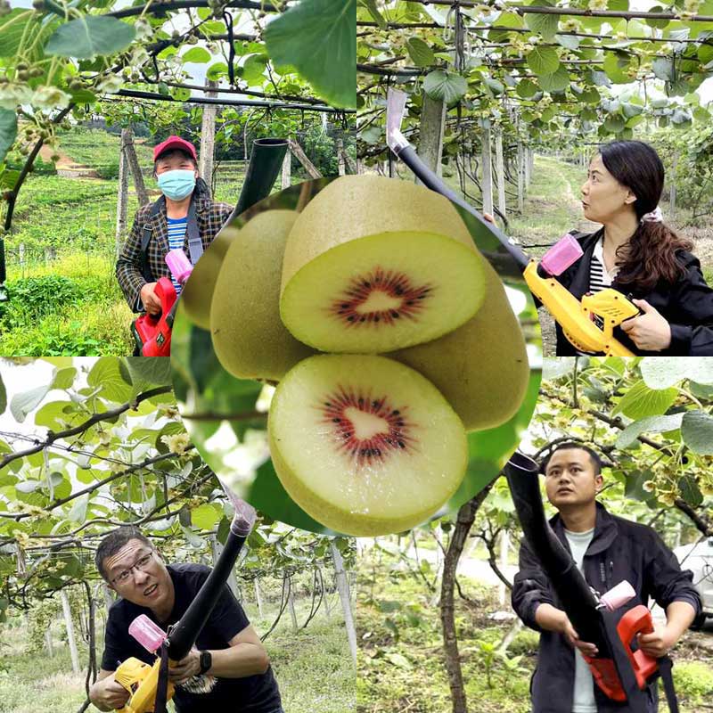 Pollination in zespri SunGold kiwifruit orchard