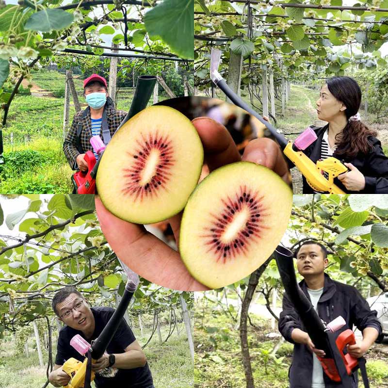 Pollination in zespri SunGold kiwifruit orchard