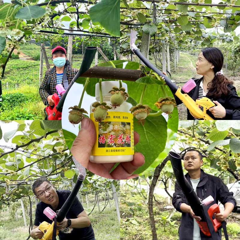 Zespri SunGold Kiwifruit flower pollination